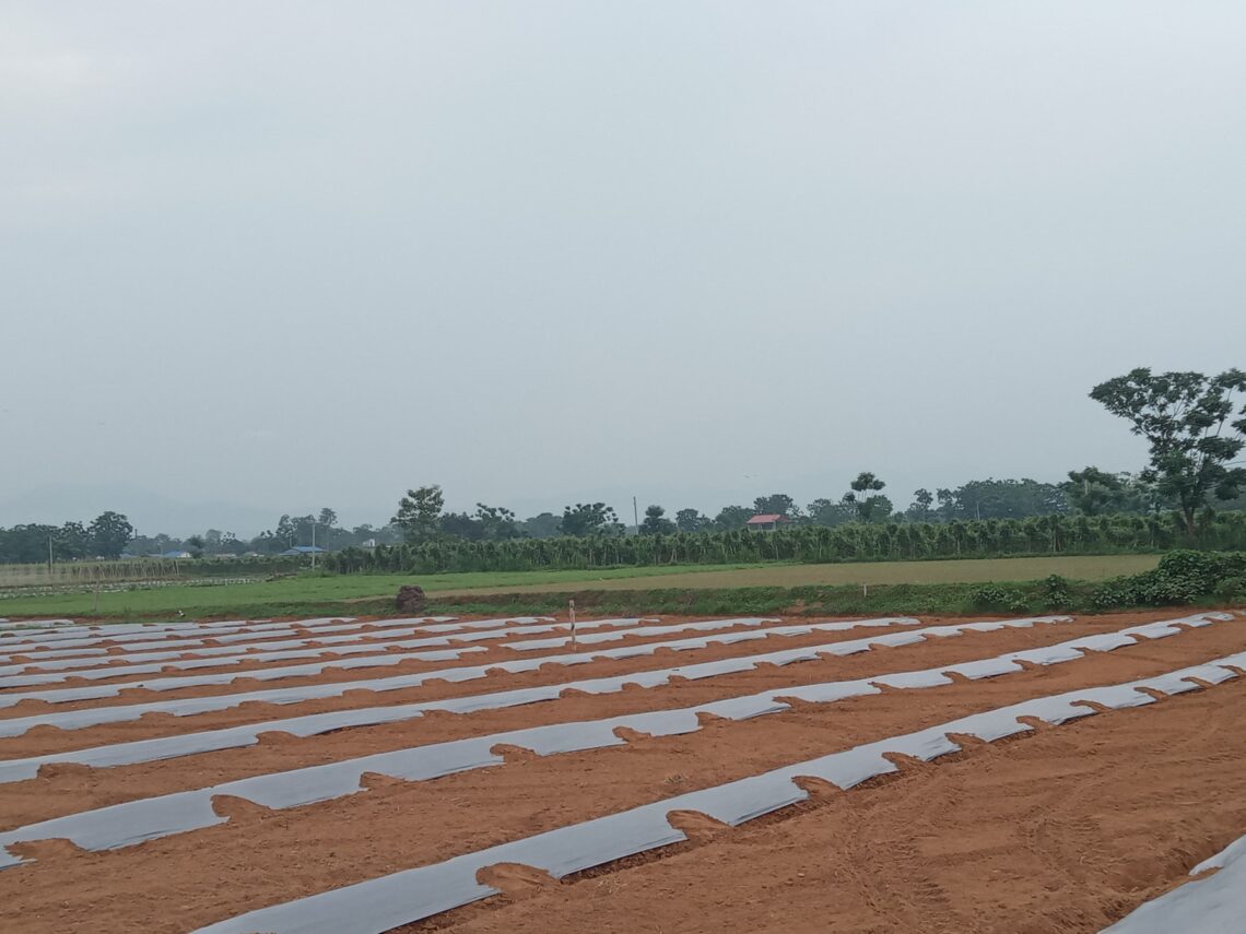 निषेधाज्ञा चितवनका किसानलाई तरकारी बेच्न सम’स्या