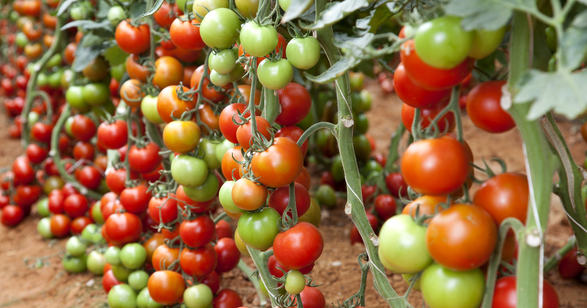 बजार नपाउँदा बारीमै कुहिन थाल्यो गोलभेँडा