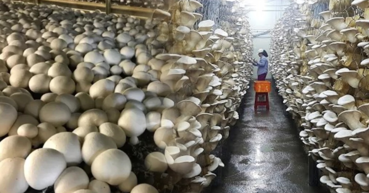 जनयुद्धपछि च्याउ खेतीमा लागेकी दिलकुमारी परिन् विश्वका उत्कृष्ट १० महिलाको सूचीमा