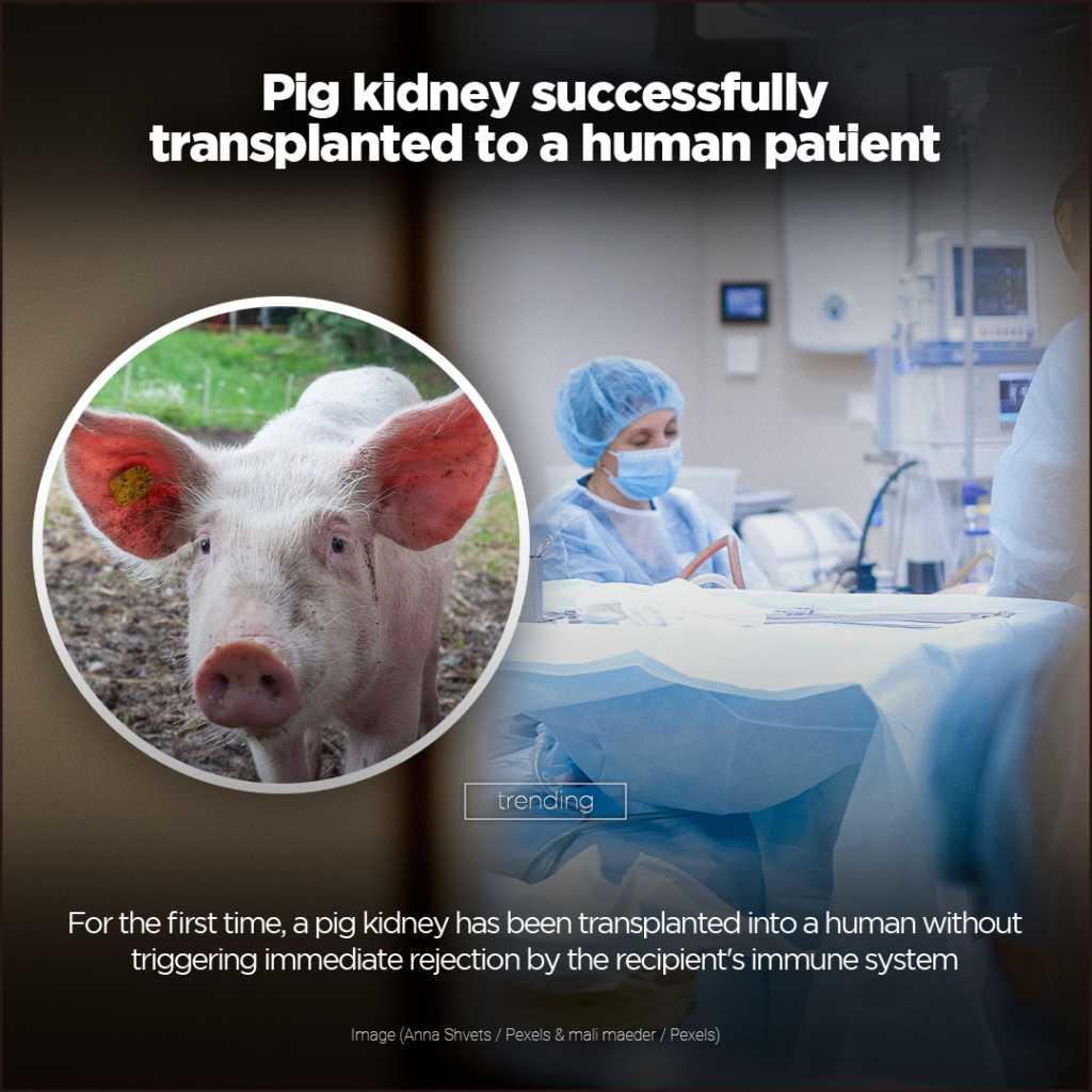 सुँगुरको मिर्गौला सफलतापूर्वक मान्छेको शरीरमा प्रत्यारोपण