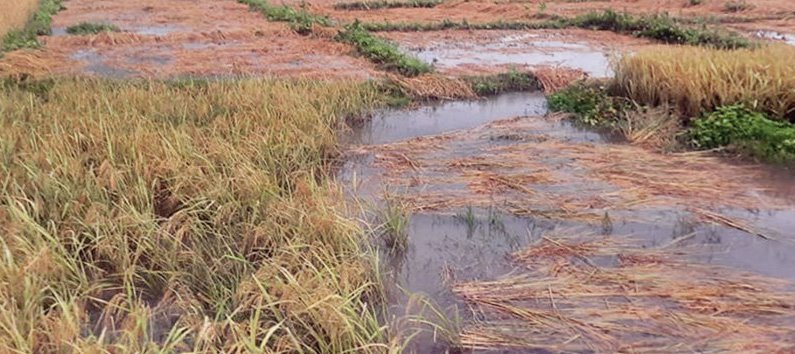 चितवनको रत्ननगरमा धान क्षति भएका किसानलाई राहत वितरण सुरु