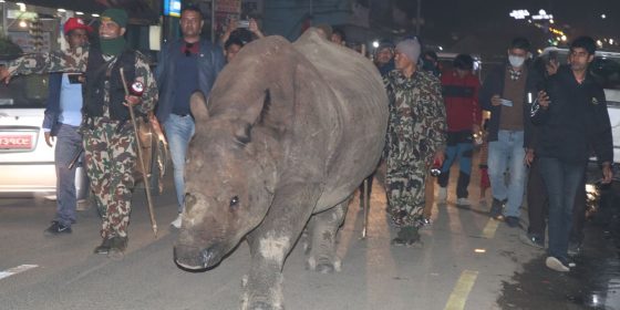 साैराहाकाे गैडा एमाले महाधिवेशनमा स्थल प्रवेश गरेपछि !