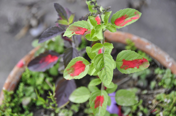 आज हरिबोधिनी एकादशी : तुलसी दामोदरको विवाह गरी मनाइँदै
