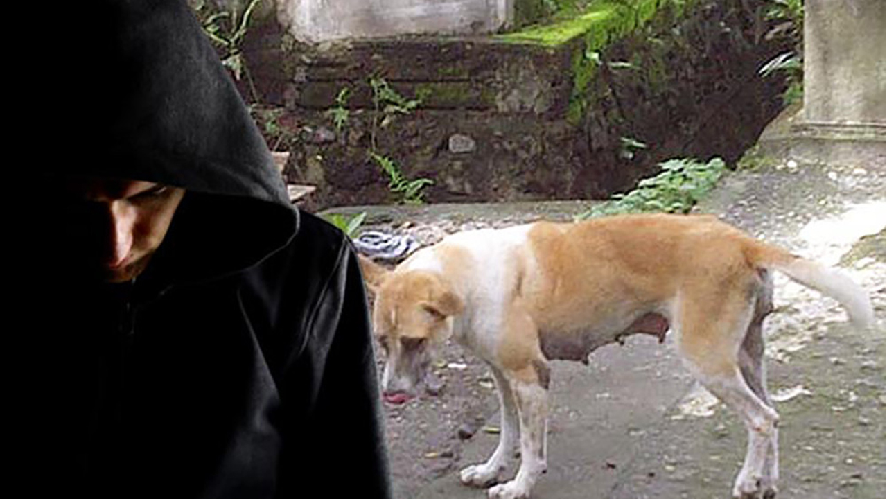 कुकुर ब’लात्कार आरोपमा युवक हिरासतमा !