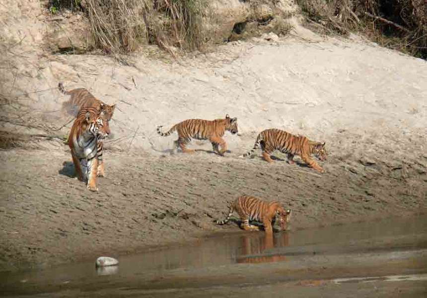 बाघकाे सङ्ख्या दाेब्बर बनाए बापत बर्दिया निकुञ्जलाई महत्त्वपूर्ण अन्तर्राष्ट्रिय पुरस्कार