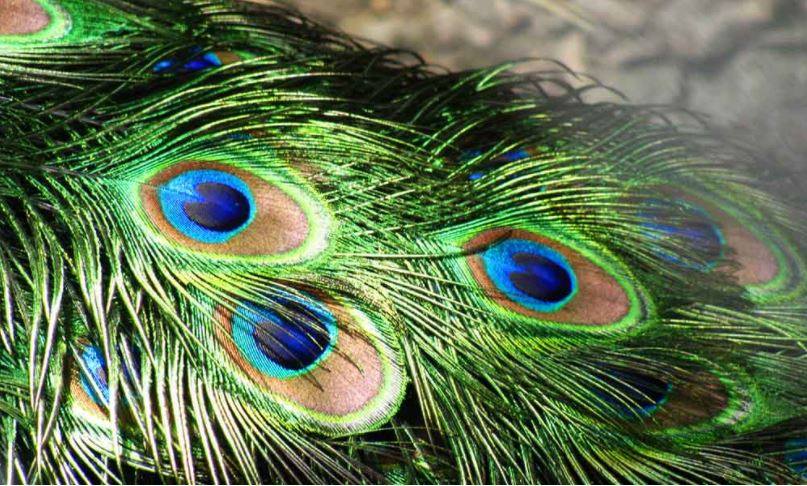 ऋणबाट मुक्त हुन घरको यो स्थानमा राख्नुहोस मयुरको प्वाँख !