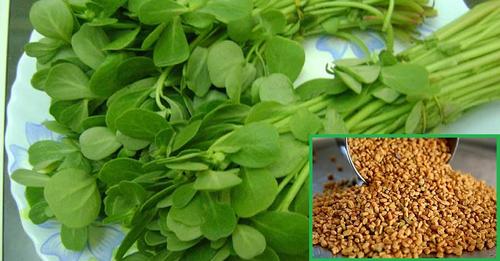 मेथी खाने गर्नुभएको छ भने एकचोटी अवश्य पढ्नुहोला, यस्तो हुँदै छ हजुरको शरीर