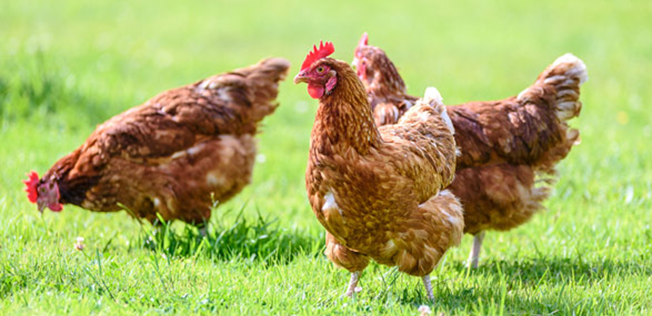 कुखुराको मासु खाने की नखाने ! के भन्छन् विज्ञ?