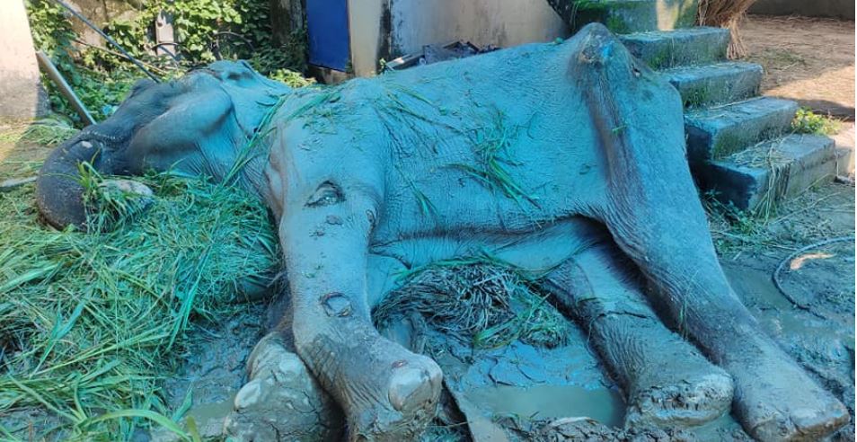 जीवन र मरणको अवस्थामा काजलकली हात्ती