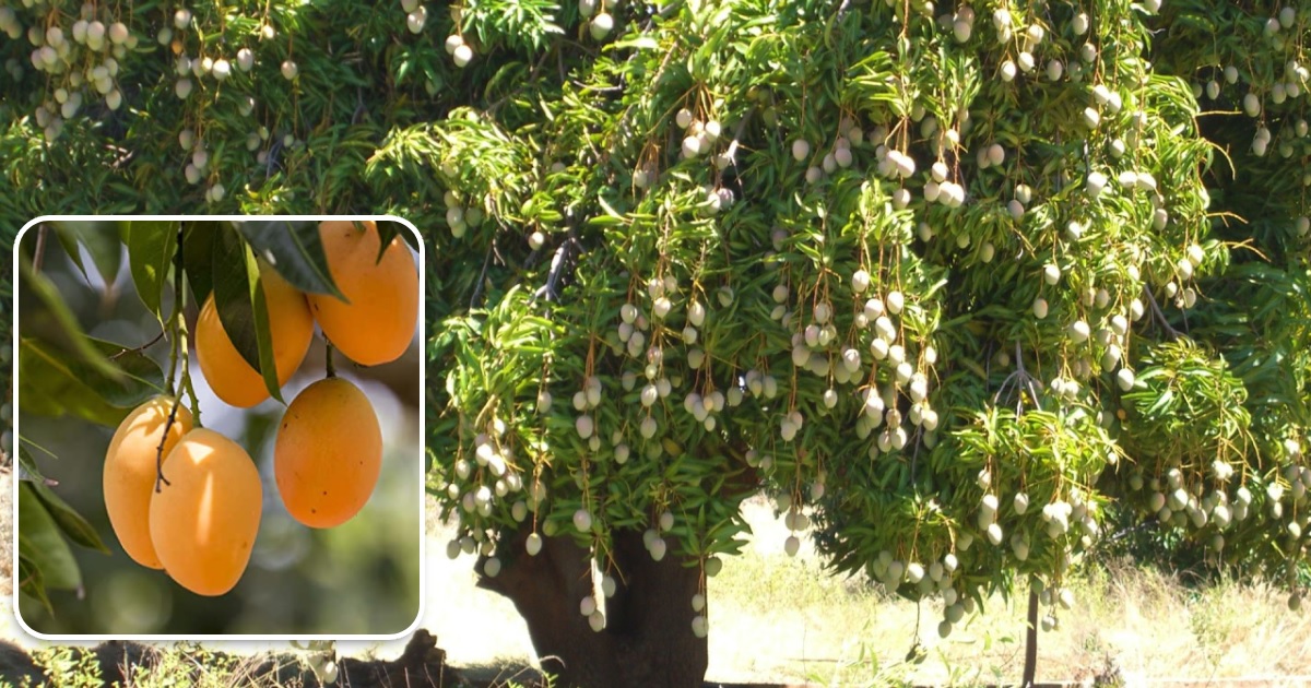 यसपालि नेपालमा धेरै फल्यो आँप, दिनको २०० टन काठमाडौं भित्रिँदै