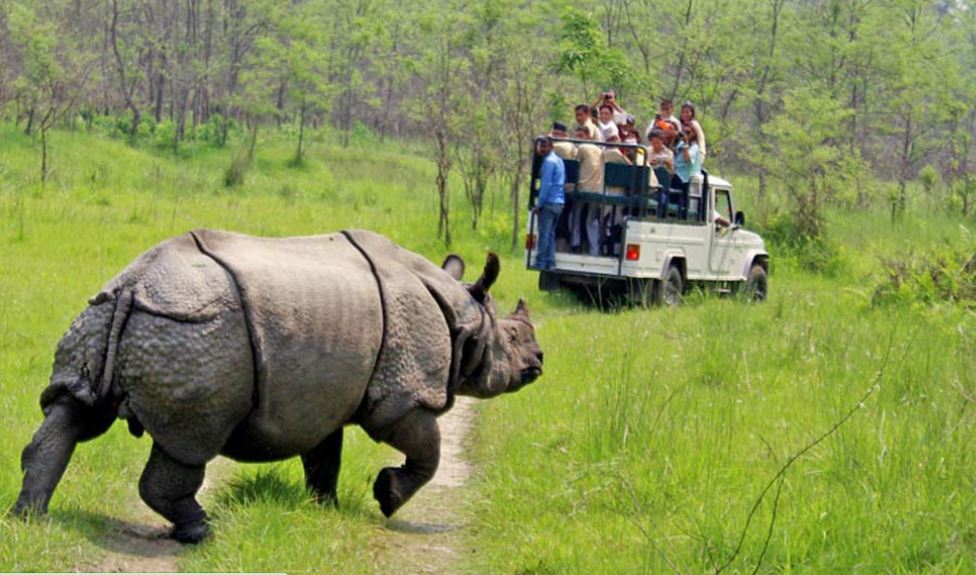निकुञ्जमा सफारी सुरु हुँदा पर्यटन व्यवसायी उत्साही