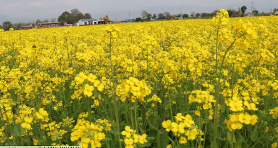 पूर्वी नवलपरासीमा तोरीको उत्पादन बढ्नेभएपछि किसान खुसी