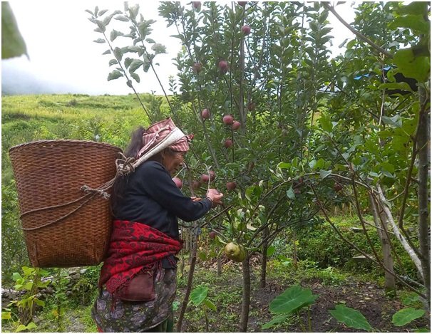 ढोरपाटन क्षेत्रमा स्याउ उत्पादनमा  कमी