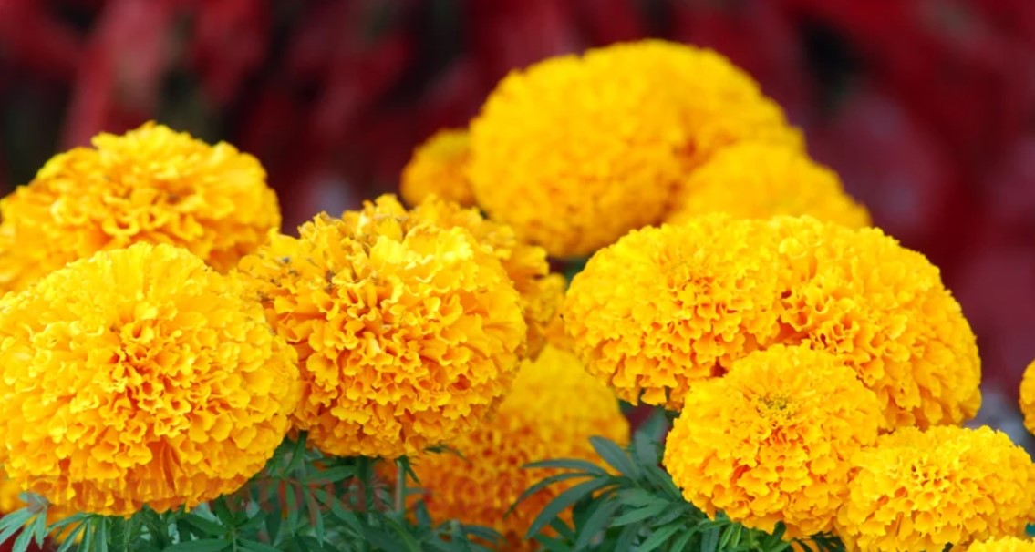 सयपत्री फूलबाट बाह्रै महिना आम्दानी