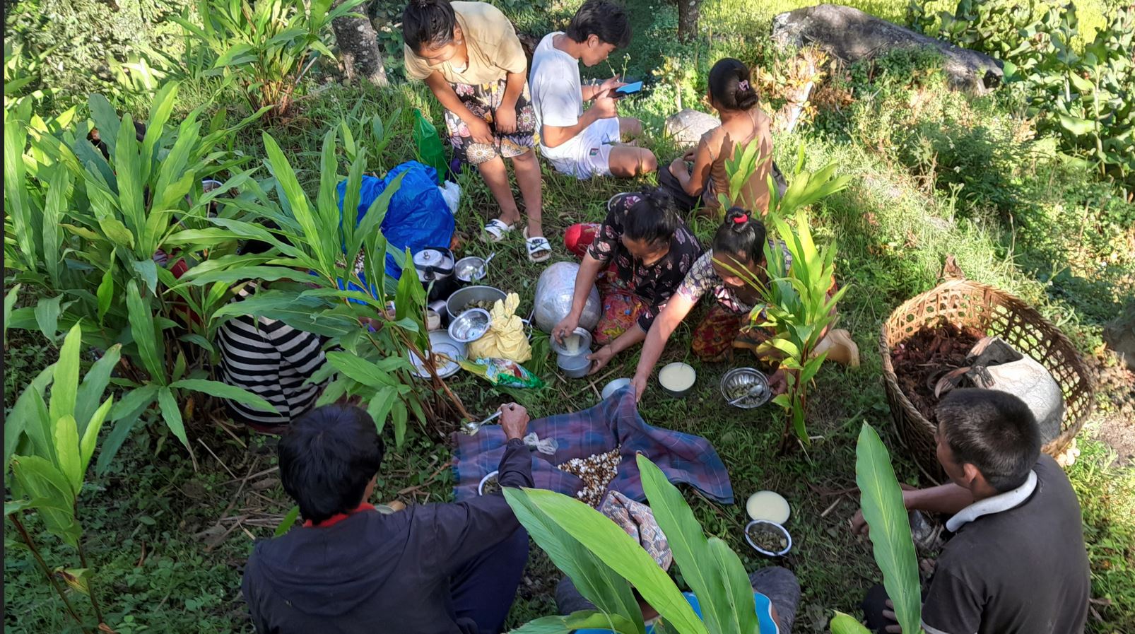 अलैँची टिप्न किसानलाई चटारो, बगानमै मनाए दसैँ