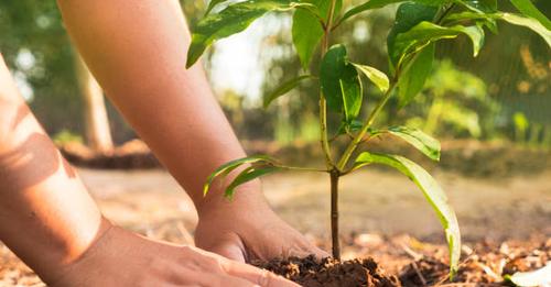 भरतपुरमा विरुवा उखालेर फाल्ने महिला पक्राउ