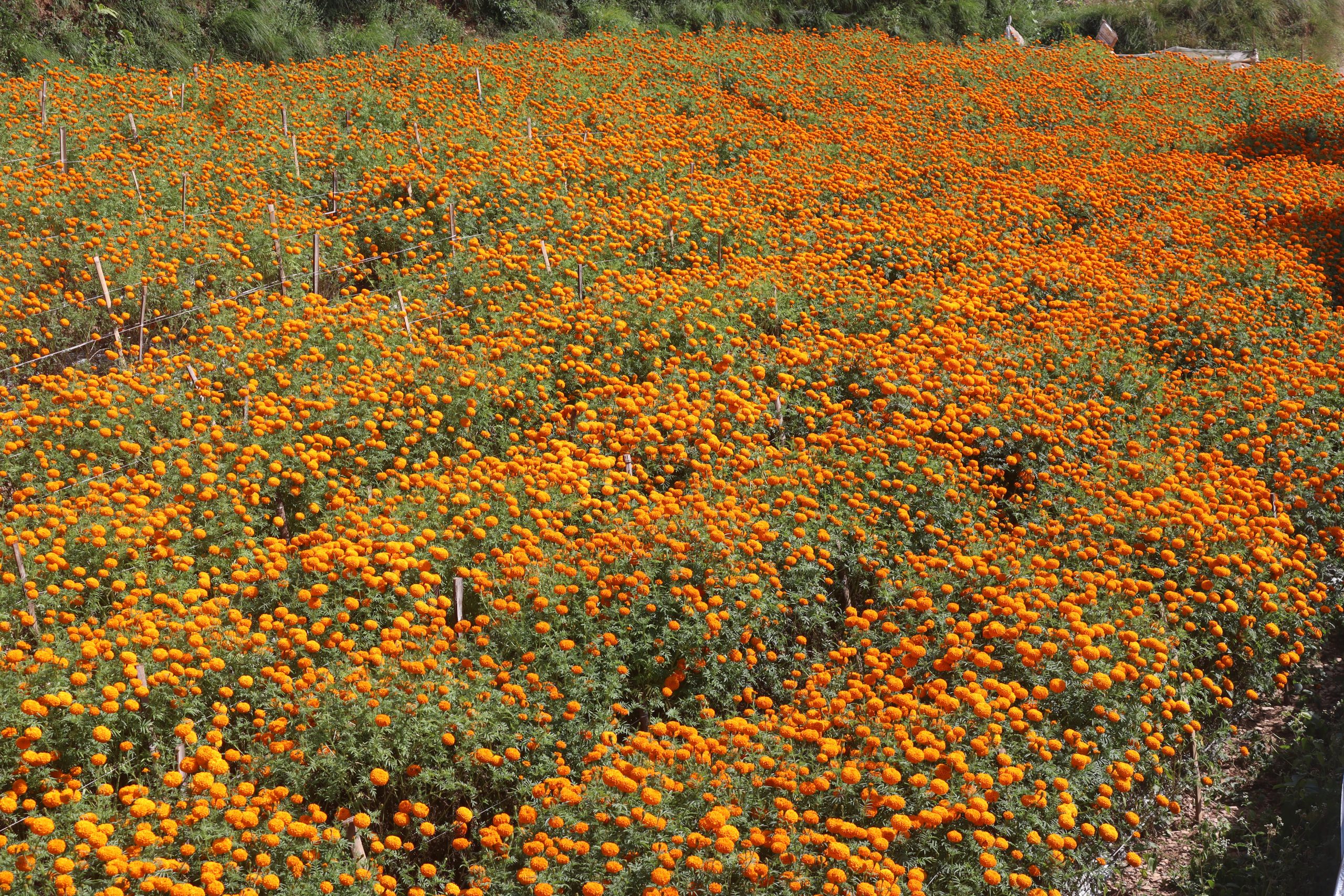 चितवनमा ५० बिघामा फूलखेती, तिहारका लागि फूलको मूल्य निर्धारण