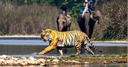 भरतपुरमा घुम्न आउने पर्यटकले आजदेखि बाघ हेर्न पाउने