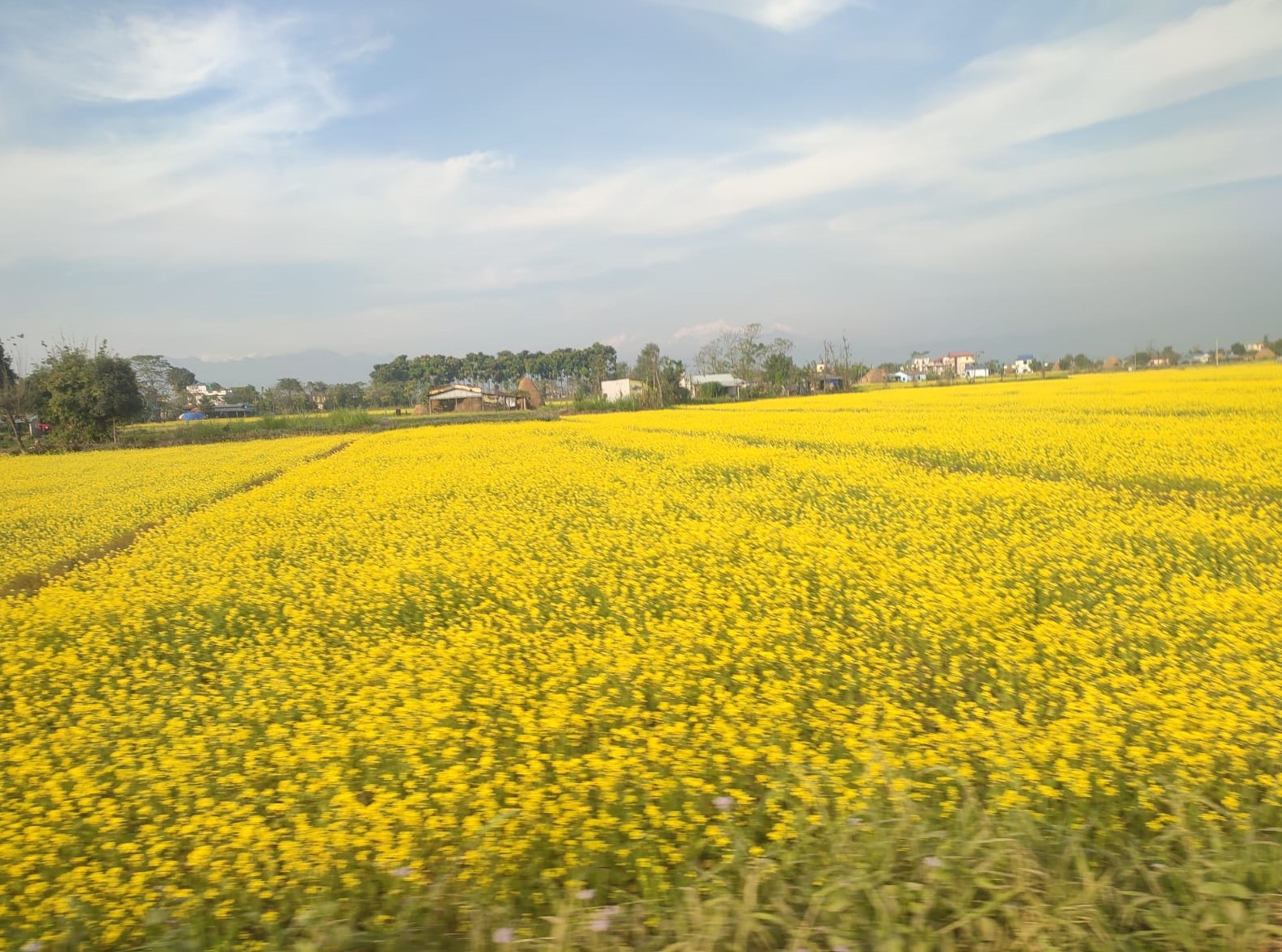 हराएको पहिचान फर्काउँदै चितवनको तोरी