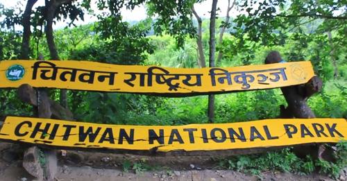 चितवन राष्ट्रिय निकुञ्जमा घाँसेमैदान व्यवस्थापनको काम सुरु