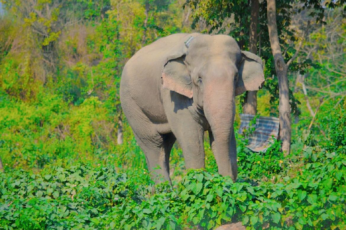 चितवनमा माकुना र ध्रुवे हात्ती सक्रिय, सतर्कता अपनाउन निकुञ्जको आग्रह
