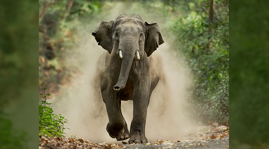 चितवनमा समूहबाट अलग भएका चारवटा भाले हात्ती बढी आक्रामक