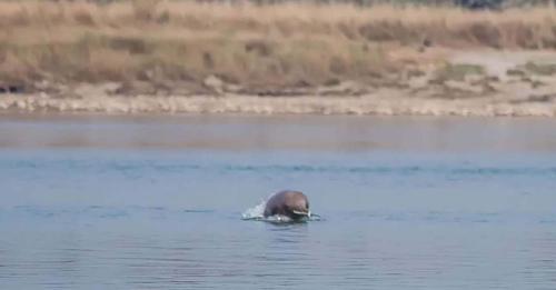 गोही अनुगमनका क्रममा नारायणीमा भेटियो डल्फिन