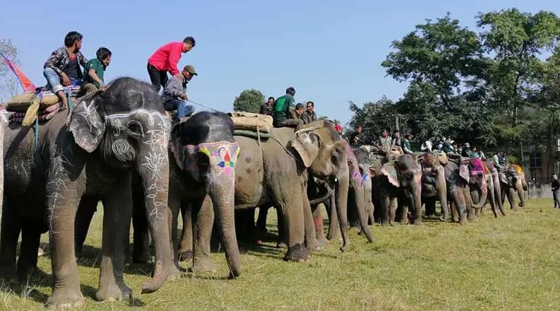 सौराहामा ४ बर्षपछि हुने भो ‘चितवन हात्ती तथा पर्यटन महोत्सव २०८०’, तयारी सुरु