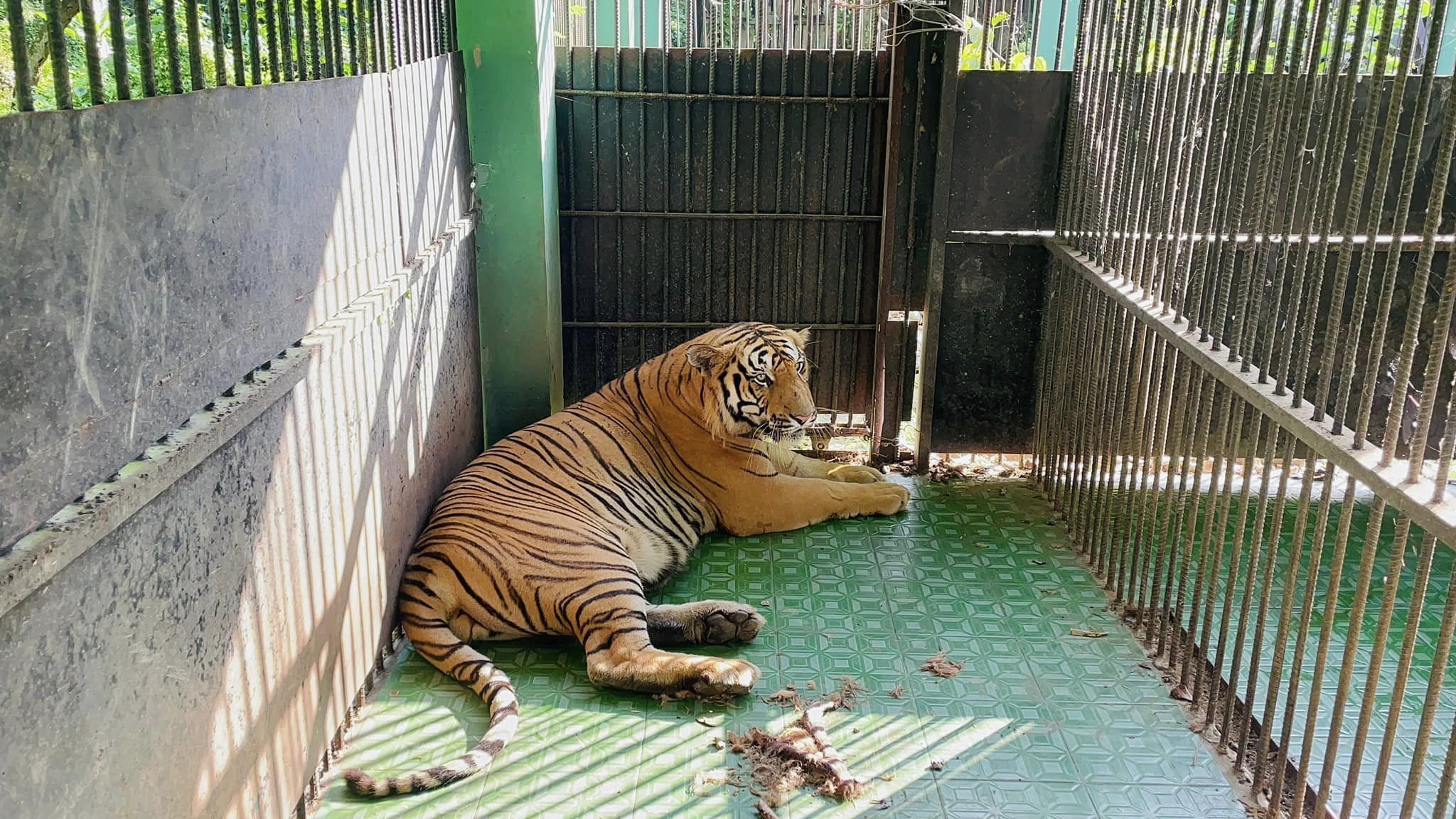 चितवन राष्ट्रिय निकुञ्जमा बाघ राख्न ठाउँ अभाव,बर्दिया पठाइयो