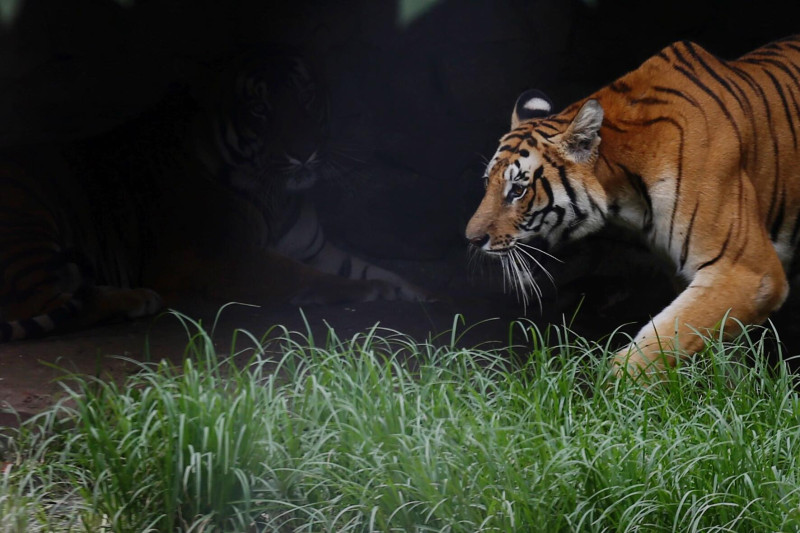 नवलपुरमा बाघको आक्रमणबाट सासू बुहारीको मृत्यु