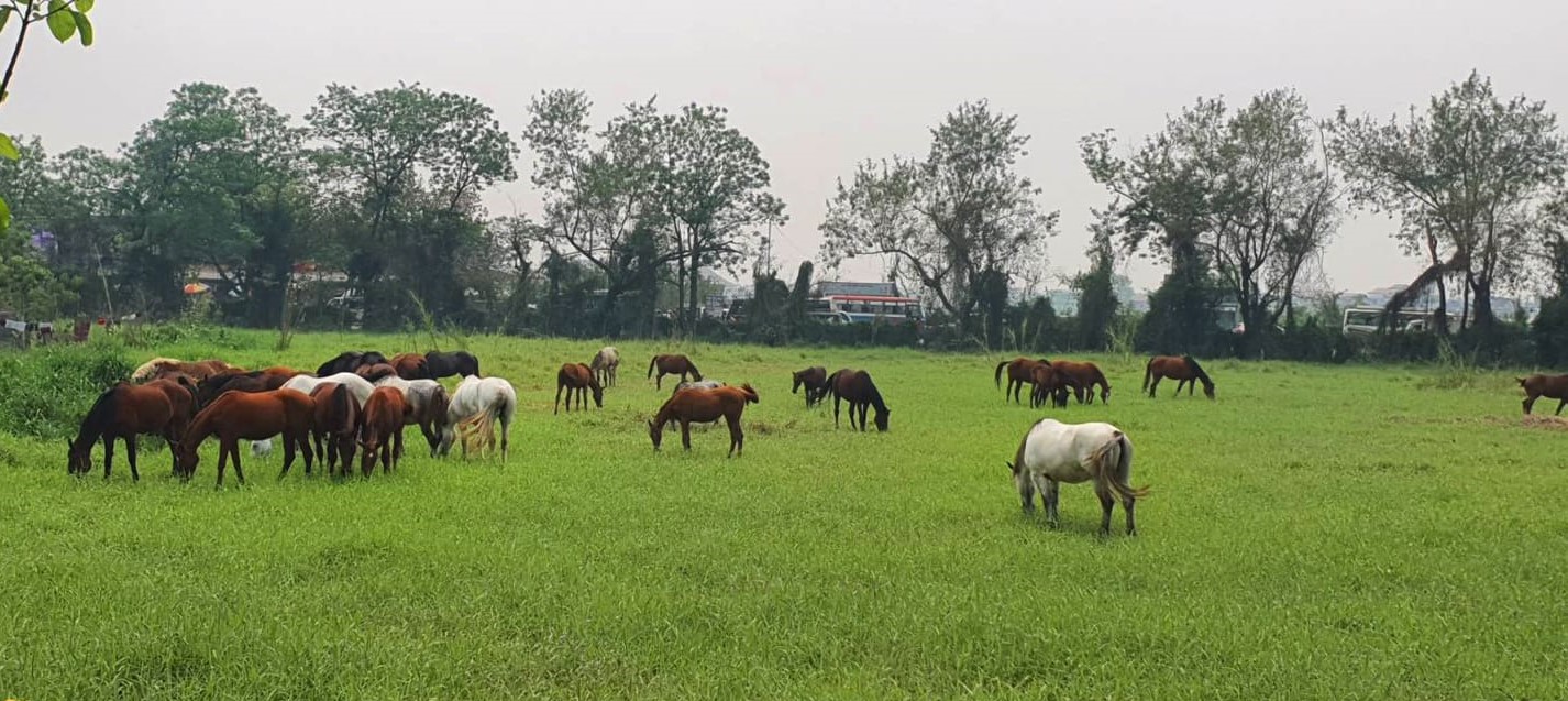 भरतपुरको घोडा प्रजनन केन्द्र स्थानान्तरण गर्ने तयारी