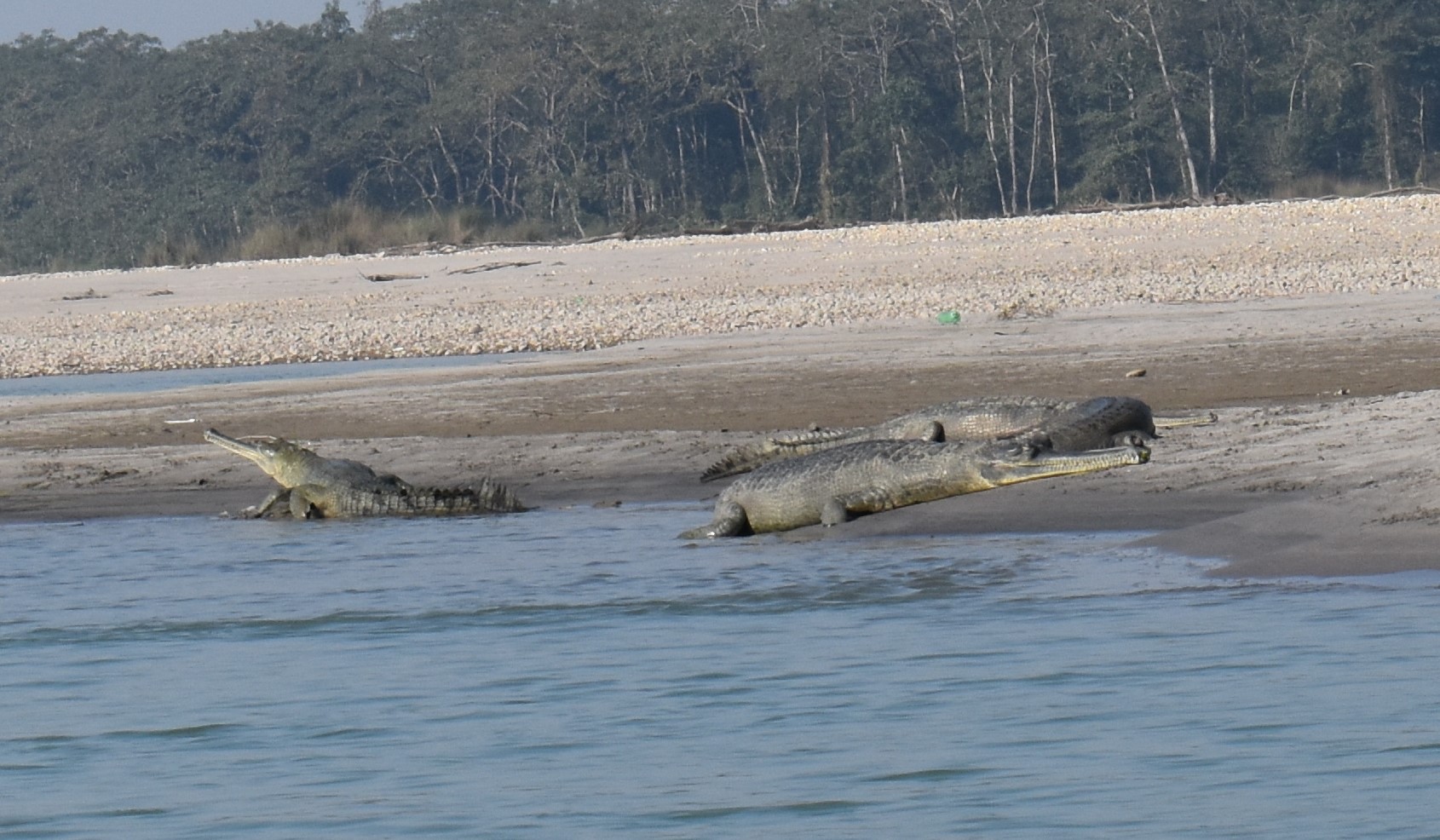 चितवनबाट शुक्लाफाँटाको चौधर नदीमा छाड्न घडियाल गोही पठाइयो