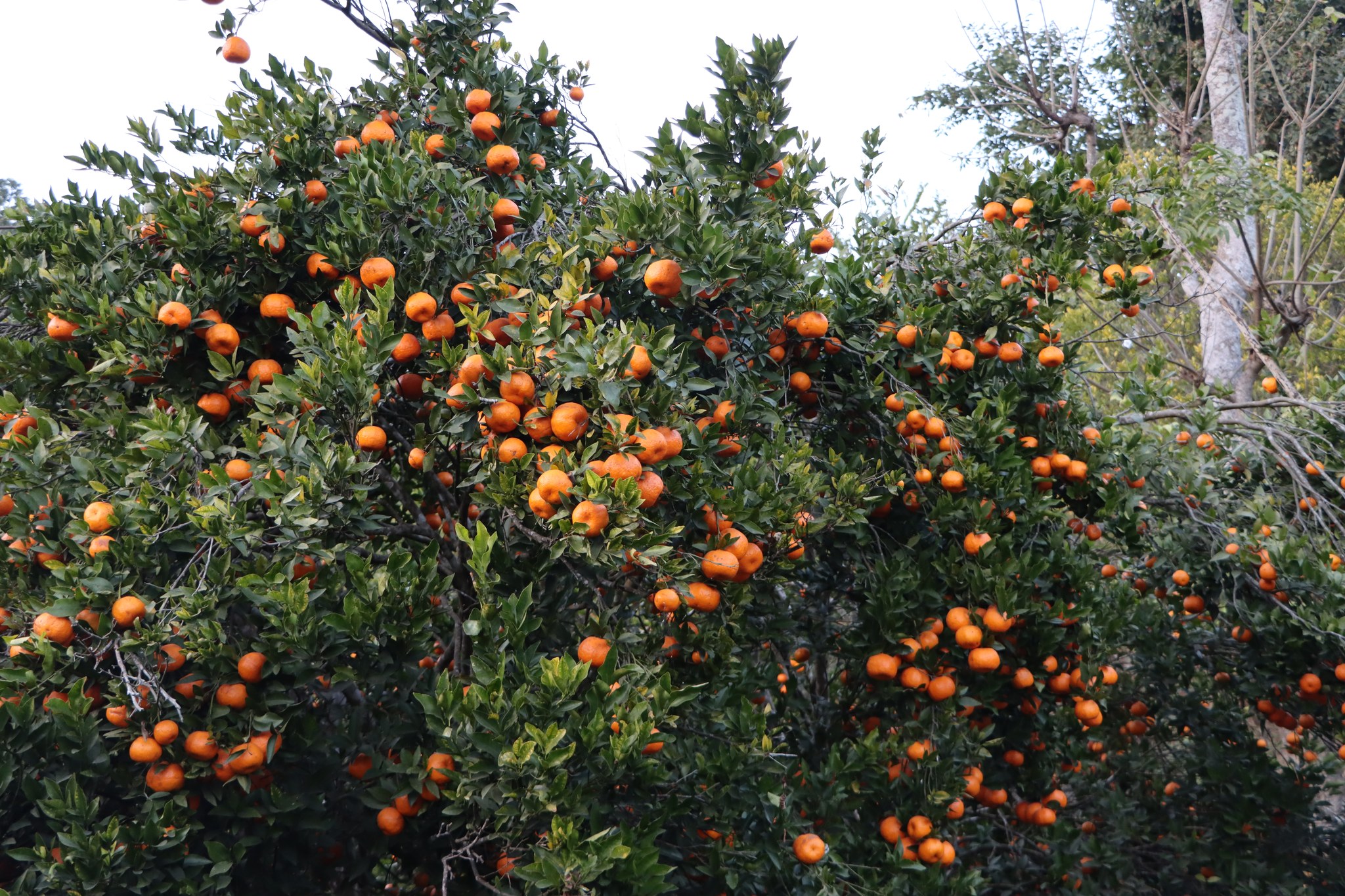 चितवनको इच्छाकामना गाउँपालिकामा आजदेखि सुन्तला महोत्सव