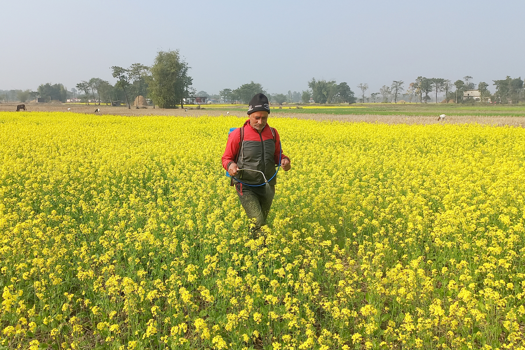 एउटै पालिकामा २५ सय बिघामा तोरी खेती