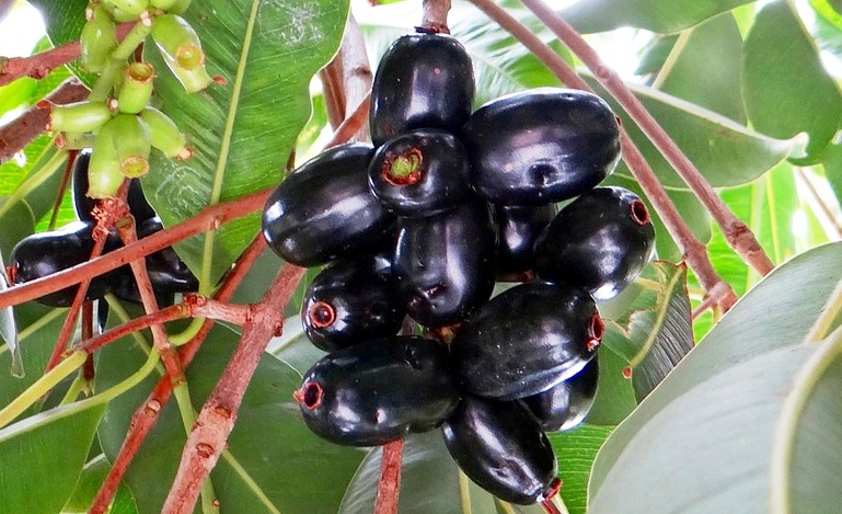 मधुमेह रोगको अचुक औषधि जामुनको प्रयोग यसरी गर्नुहोस्