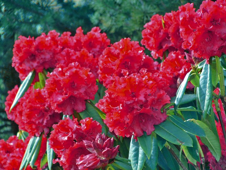 औषधीय गुणले भरिपूर्ण लालीगुराँसमा पाईन्छ के ?