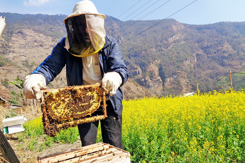 चितवनमा मह बिक्री नहुँदा मौरीपालक किसान विस्थापित हुँदै