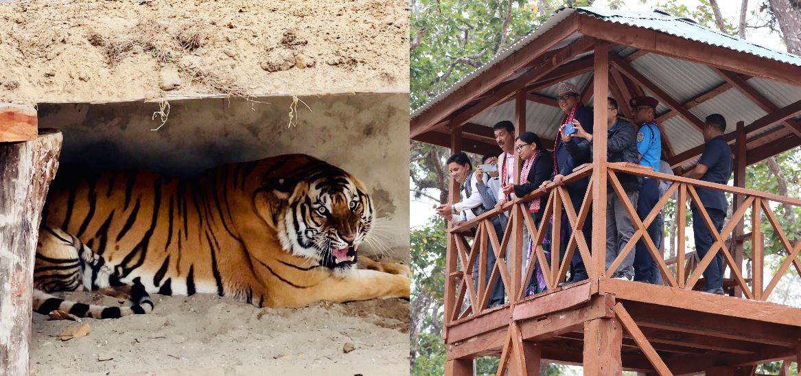 भरतपुर भ्रमण वर्ष २०२४ : दुर्लभ पाटे बाघ सहजै देख्न पाइने व्यवस्था