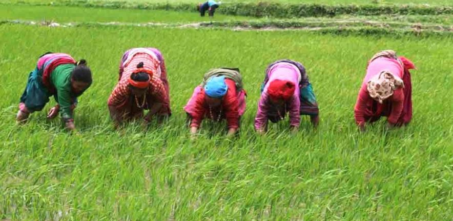 सिँचाइको व्यवस्थासँगै भरतपुरका जमिन चैते धानले हराभरा