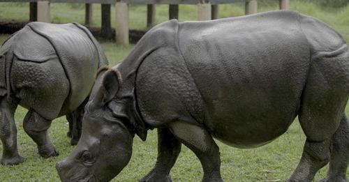 पुष्पा र अञ्जलीको जोडी बन्न कोशीटप्पु जादैछ चितवनको भाले गैँडा