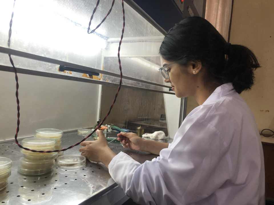 मकै माँस्ने फौजी किरा मार्न बारुलो र ढुँसी