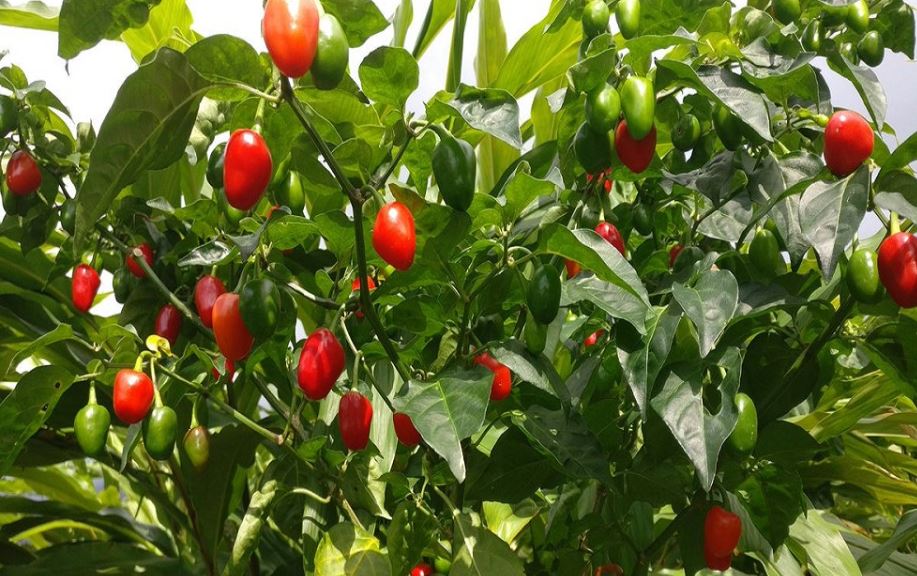 खुर्सानीखेतीमा सङ्क्रमणको समस्या देखिएपछि चितवनका किसान चिन्तित