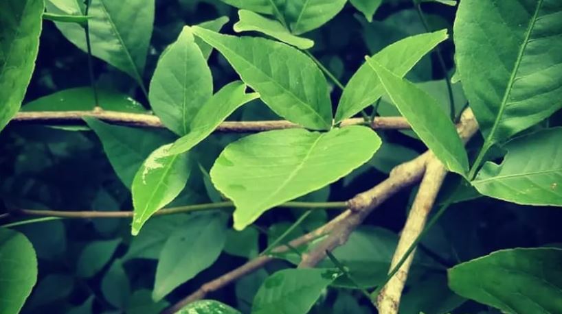 औषधिय गुणले भरिपूर्ण बेलपत्रका फलदेखि पातसम्मको यस्तो छन् कमालका फाईदा