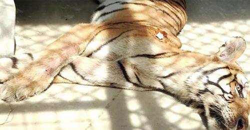 चितवनबाट लगेको एक बाघसहित पर्सा राष्ट्रिय निकुञ्जको खोरमा मरे तीन बाघ