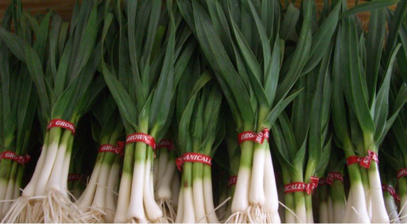 रोगसँग लड्ने शक्ति दिने हरियो लसुनले संक्रमण र चिसोबाट बचाउँछ