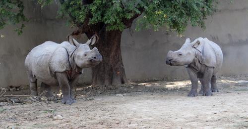 ३८ वर्षमा एक सय नौ गैँडा स्थानान्तरण गर्दा चितवनबाट एक सय दुई