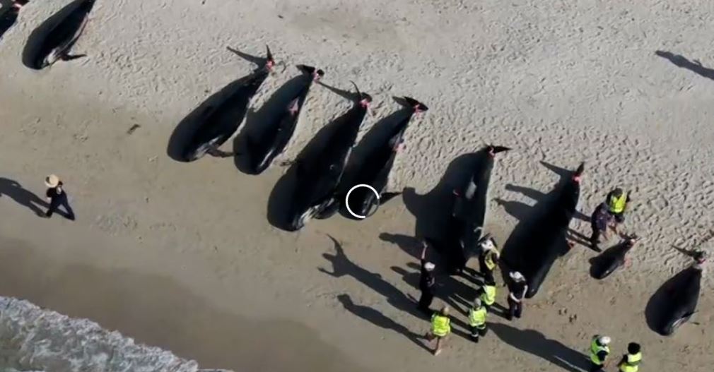 अष्ट्रेलियाको समुन्द्र तटबाट १३० व्हेल माछाको उद्दार