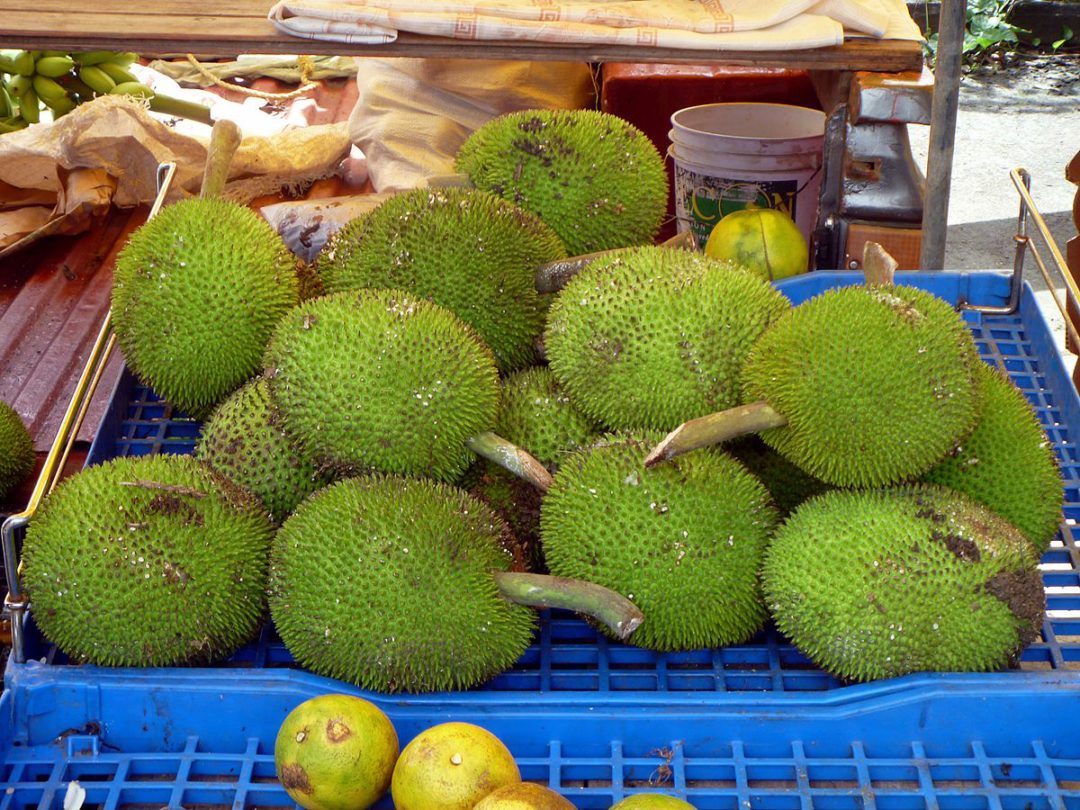 शरीरमा कोलेस्ट्रोल बन्न नदिने रुख कटहरका अरु के-के छन् फाईदा ?