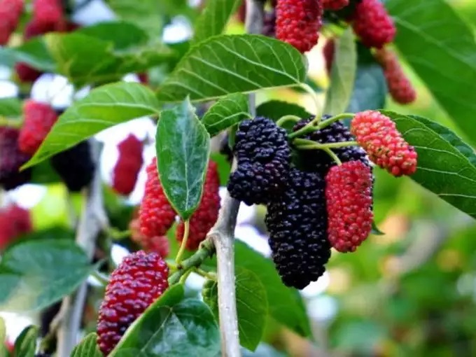 मधुमेहका बिरामीका लागि औषधि हो किम्बु; फल, पात डाँठ सबै उपयोगी