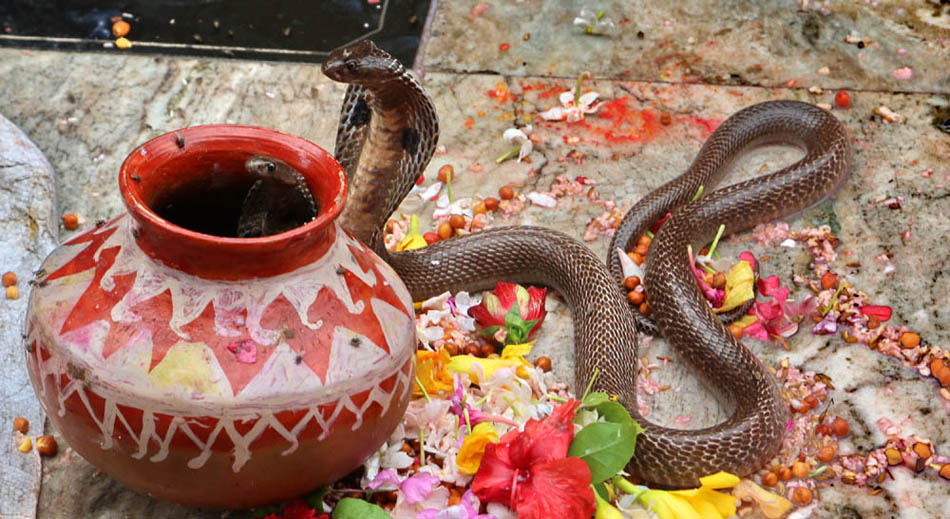 आज नागपञ्चमी, नाग पूजा गुर्नको यस्तो छ धार्मिक महत्व ?
